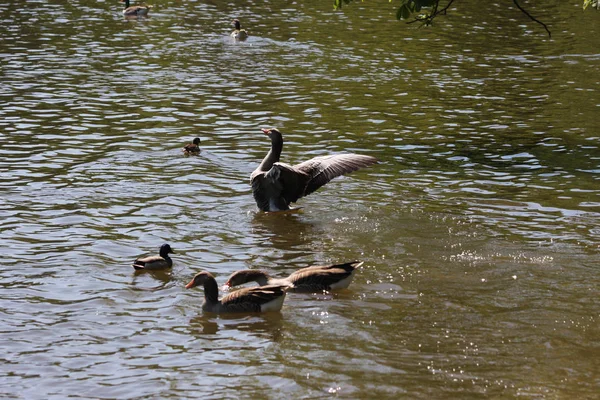 Aussichtsreiche Aussicht Auf Schöne Graugans Vögel Der Natur — Stockfoto