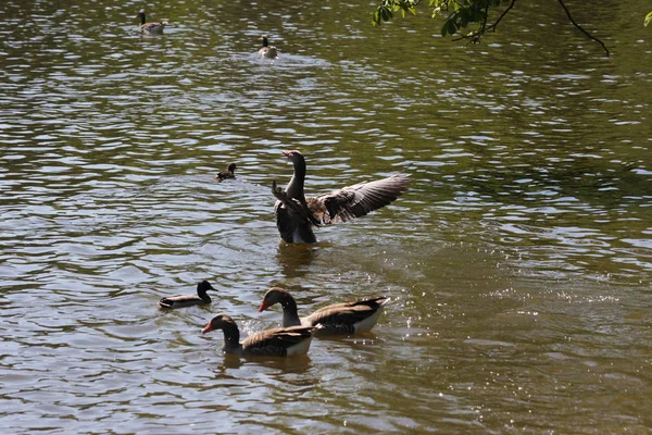 Vista Panorámica Hermosas Aves Graugans Naturaleza —  Fotos de Stock