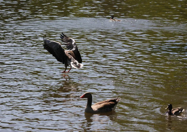 Vue Panoramique Magnifiques Graugans Oiseaux Nature — Photo