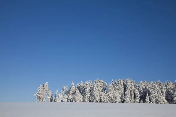 Trees Winter Snow — Stock Photo, Image