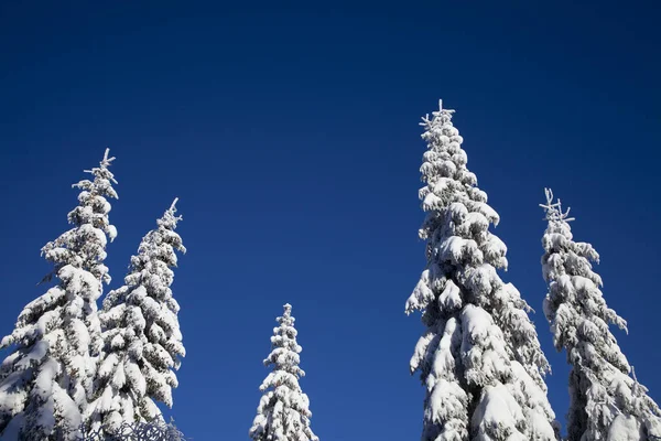 Trees Winter Snow — Stock Photo, Image