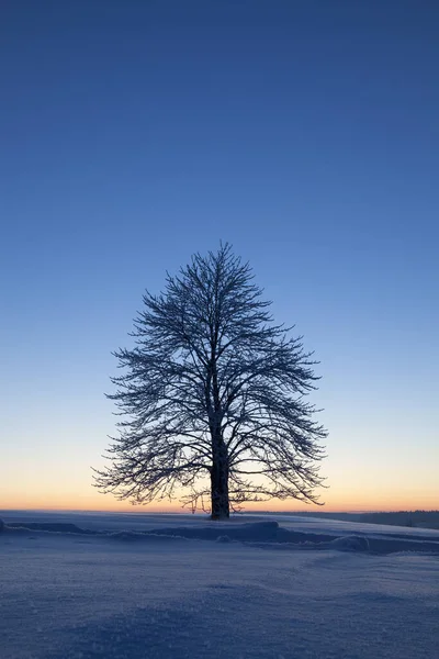 Árbol Atardecer Invierno — Foto de Stock