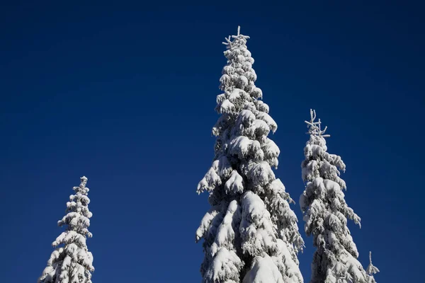 겨울에 나무들 — 스톡 사진