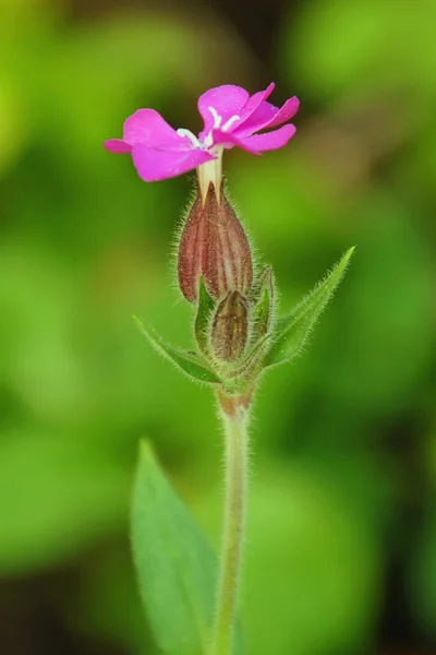 Gyönyörű Virágzó Virág Természet Koncepció Háttér — Stock Fotó