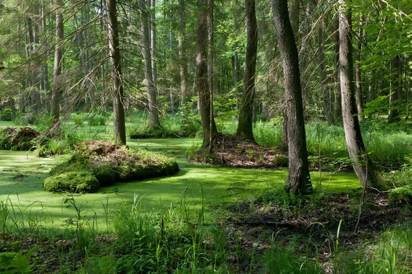 Природні Вільха Карр Стенд Єлін Лісу Стоячої Води Загальні Ряска — стокове фото