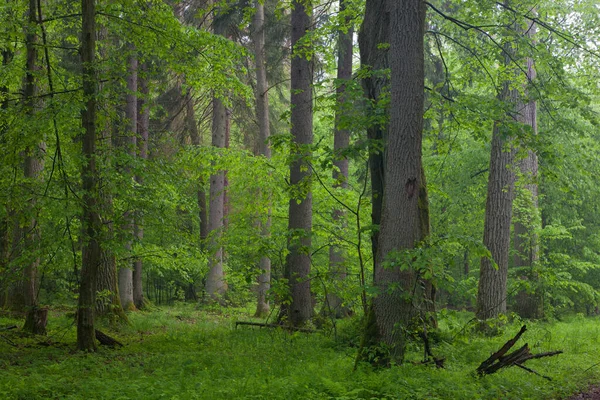안개낀 나무들 — 스톡 사진