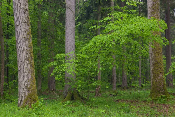 幼树角梁 在云杉的衬托下 老苔藓包裹着橡树旁边 — 图库照片