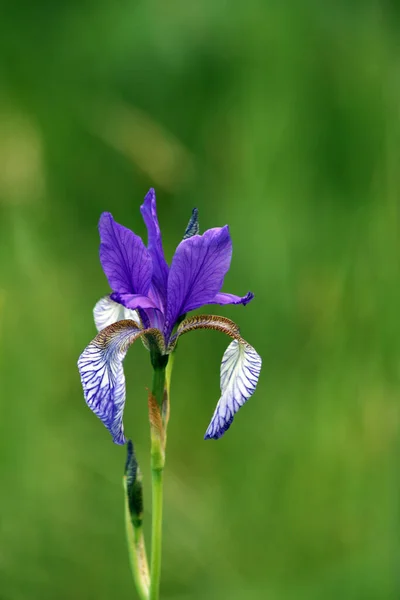 Schilderachtig Uitzicht Mooie Irisbloem — Stockfoto