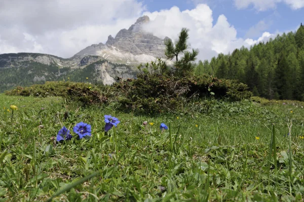 Cuando Florece Genciana —  Fotos de Stock