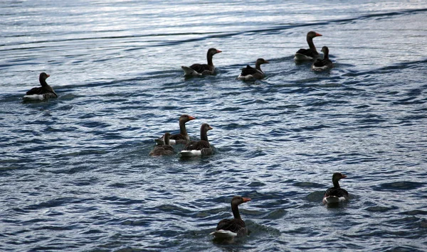 Naturskön Utsikt Över Gåsfågeln Naturen — Stockfoto