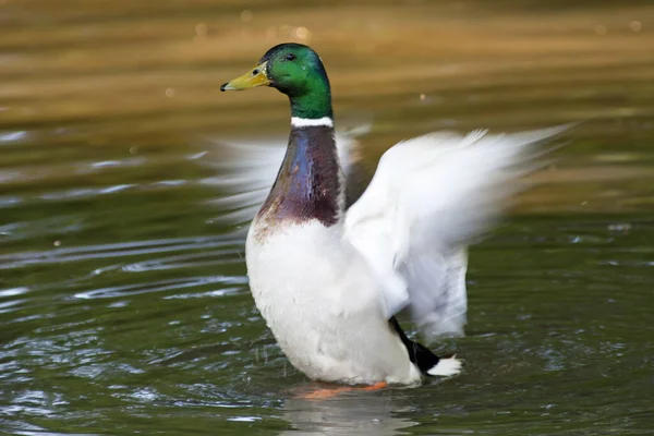 野鳥観察 野鳥観察 野鳥観察 — ストック写真