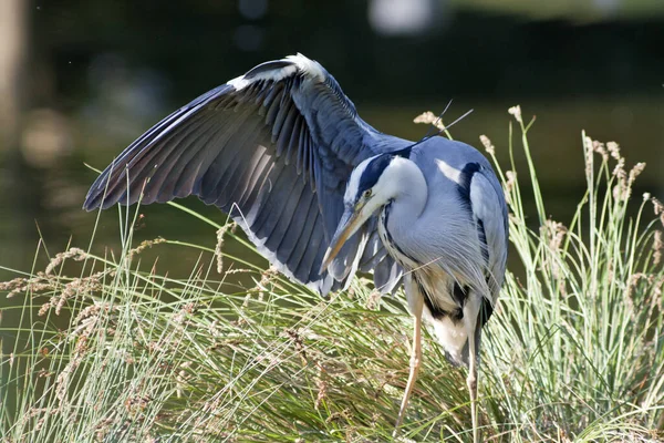 自然の中でのヘロン鳥の景観 — ストック写真