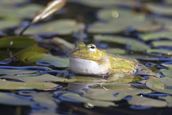 Grüner Speisefrosch Europäischer Frosch Gewöhnlicher Wasserfrosch — Stockfoto