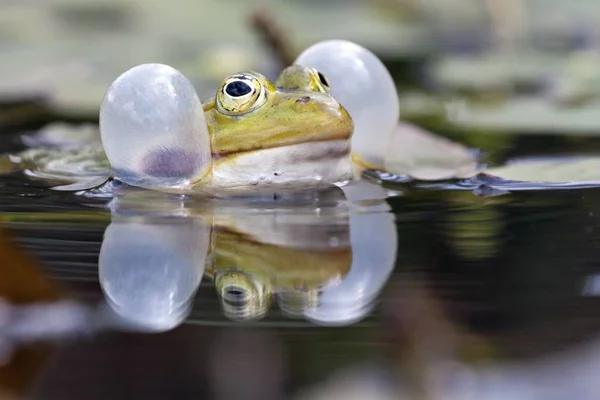 Grüner Speisefrosch Europäischer Frosch Gewöhnlicher Wasserfrosch — Stockfoto