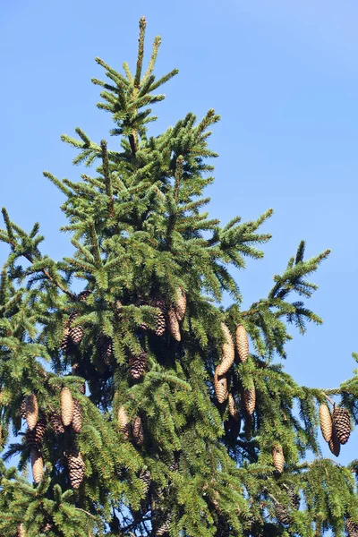 Spruce Top Κουκουνάρια Στο Δάσος — Φωτογραφία Αρχείου
