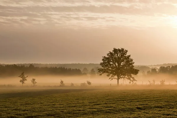 Árvore Solitária Chão Com Névoa Matinal — Fotografia de Stock