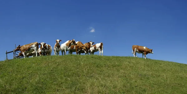 Vacas Paisagem Natural Foco Seletivo — Fotografia de Stock