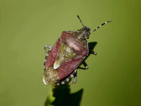 Közelkép Bug Vad Természet — Stock Fotó