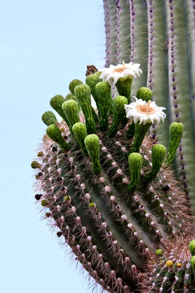 Planta Verde Tropical Cactus Suculentos — Foto de Stock