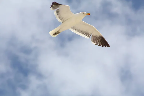 Südafrikanische Möwe — Stockfoto