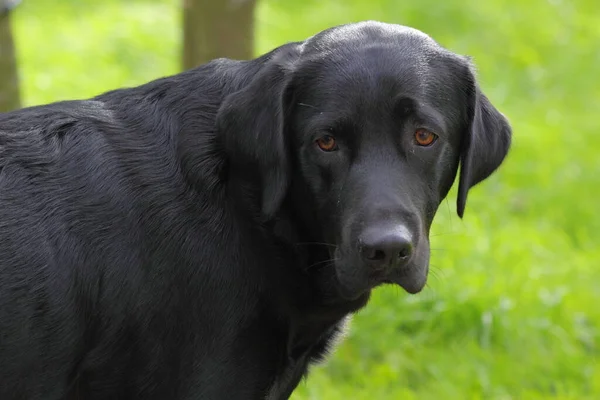 Porträt Eines Schwarzen Labrador Retrievers — Stockfoto