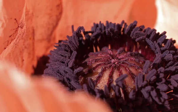 Крупним Планом Вид Красиві Дикі Макові Квіти — стокове фото
