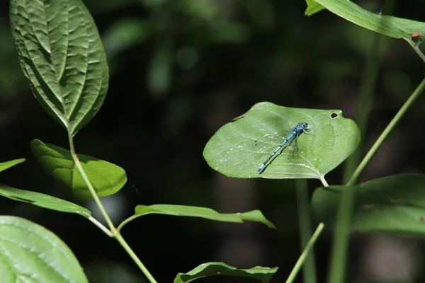 Flyga Dragonfly Insekt Odonata Och Fauna — Stockfoto