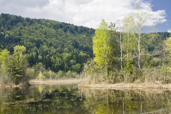Piękny Krajobraz Rzeką Lasem — Zdjęcie stockowe
