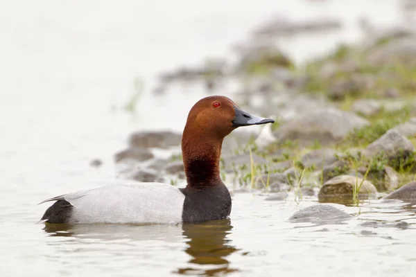 View Beautiful Bird Nature — Stock Photo, Image