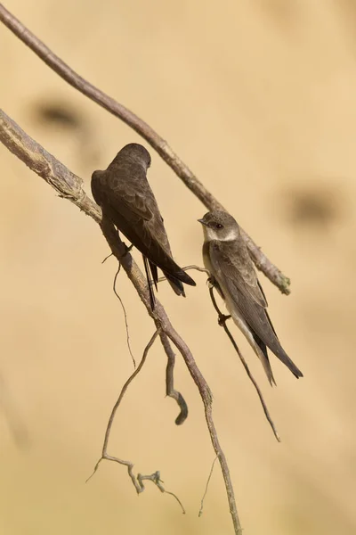 Bird Watching Cute Bird Wild Nature — Stock Photo, Image