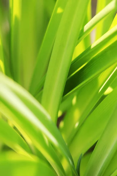 Plant Achtergrond Jonge Groene Bladeren — Stockfoto