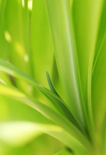 Plants Background Green Freshness — 图库照片