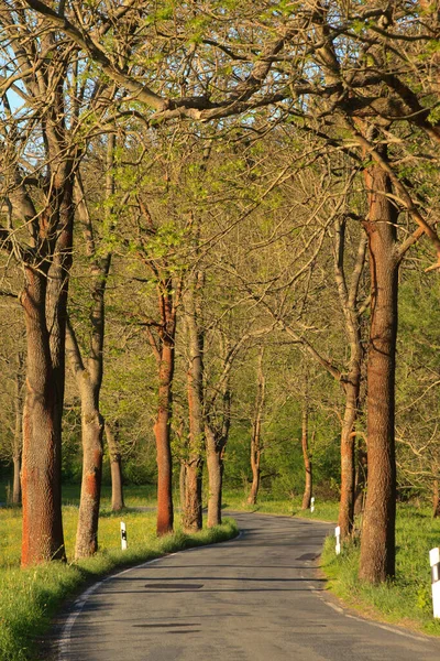 Malerische Ansicht Der Allee Selektiver Fokus — Stockfoto