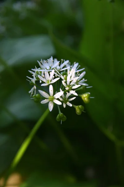 Ramsons Alho Selvagem Allium Ursinum — Fotografia de Stock