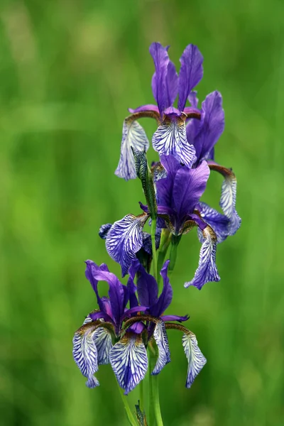 Schilderachtig Uitzicht Mooie Irisbloem — Stockfoto