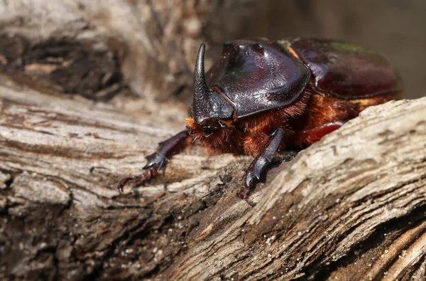 Close Bug Natureza Selvagem — Fotografia de Stock