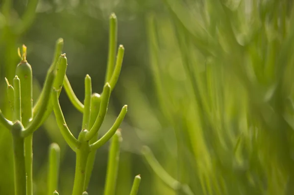 Bel Colpo Botanico Carta Parati Naturale — Foto Stock