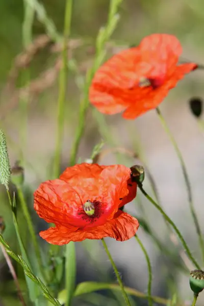 Vue Rapprochée Belles Fleurs Pavot Sauvage — Photo