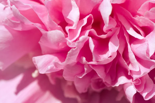 Mooie Pioen Bloei Met Roze Kleur — Stockfoto