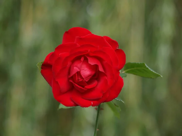 Růžový Květ Před Plačící Vrbou — Stock fotografie