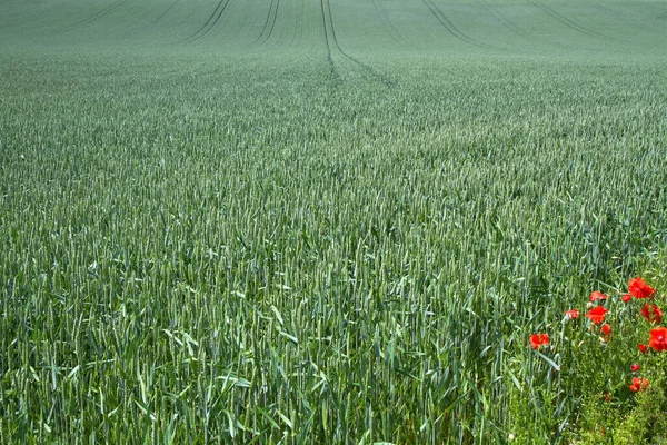 Pšeničné Pole Bavorsku — Stock fotografie