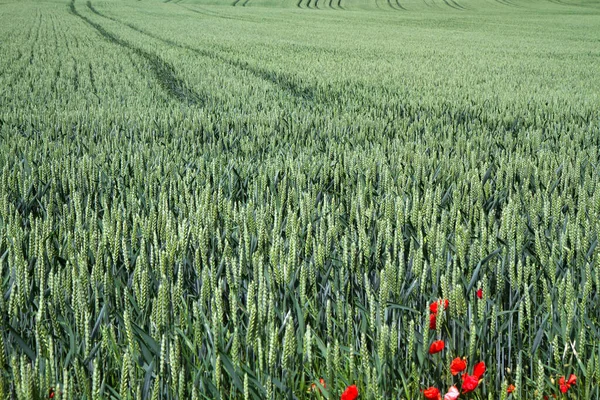 Pšeničné Pole Bavorsku — Stock fotografie