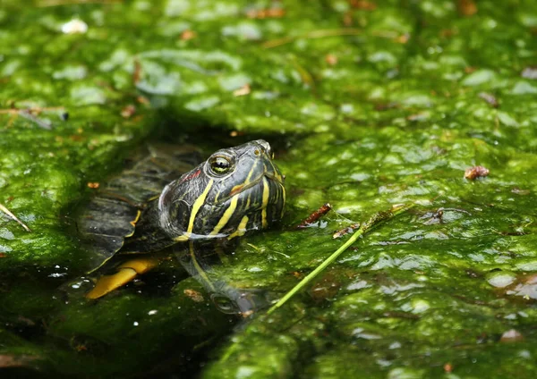 Réptil Tartaruga Animal Fauna Natureza — Fotografia de Stock