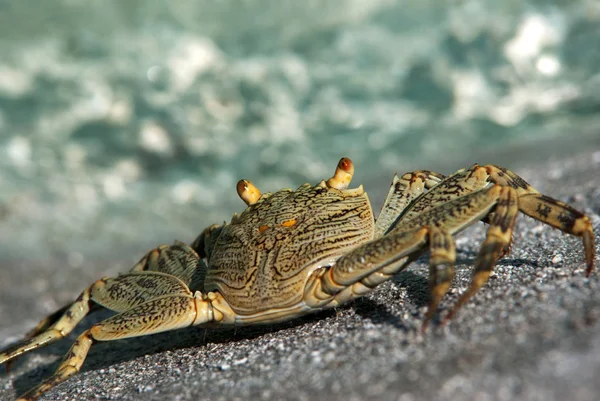 Animales Las Maldivas — Foto de Stock