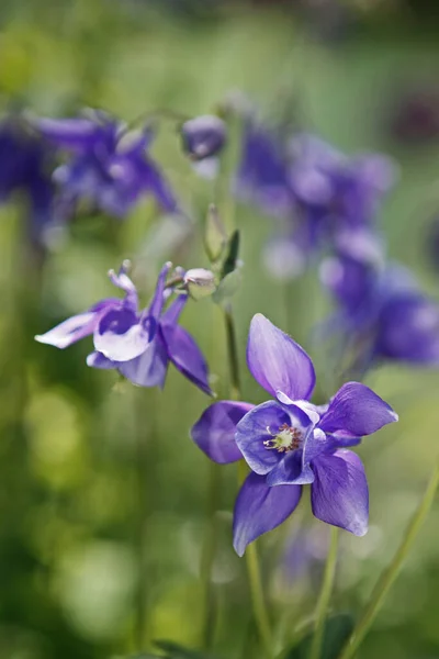 Columbine Flower Petals Grannys Bonnet Columbine — Stock Photo, Image