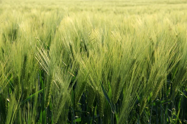 Árpa Mezőgazdasági Gabonapehely — Stock Fotó