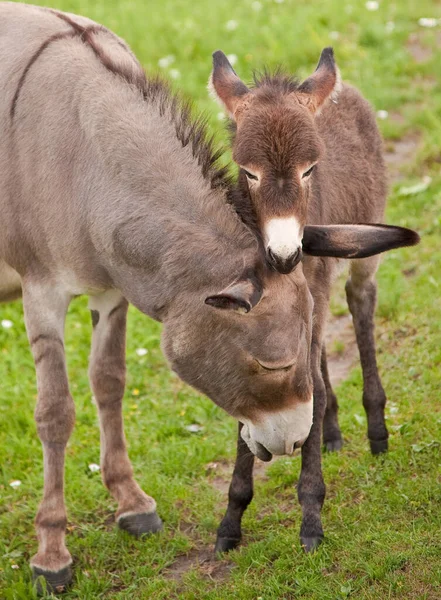 Burro Animal Fauna Ganadería — Foto de Stock