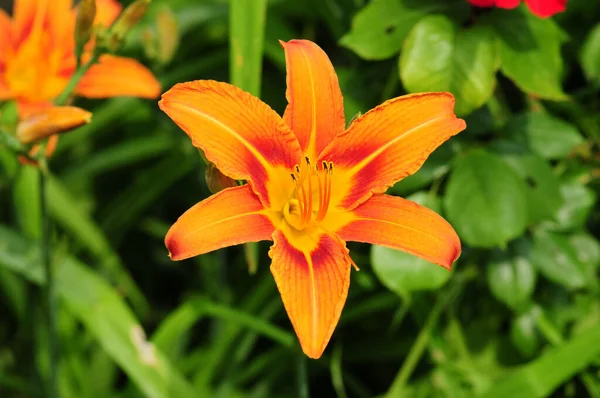 Lähikuva Näkymä Kaunis Lilja Kukka — kuvapankkivalokuva