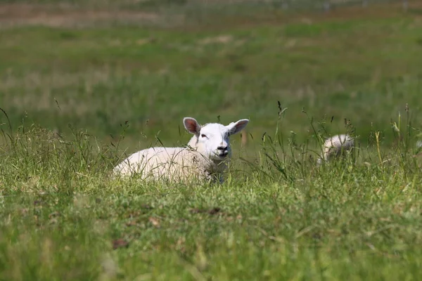 Sheep Grass Dike North Sea — Stock Photo, Image