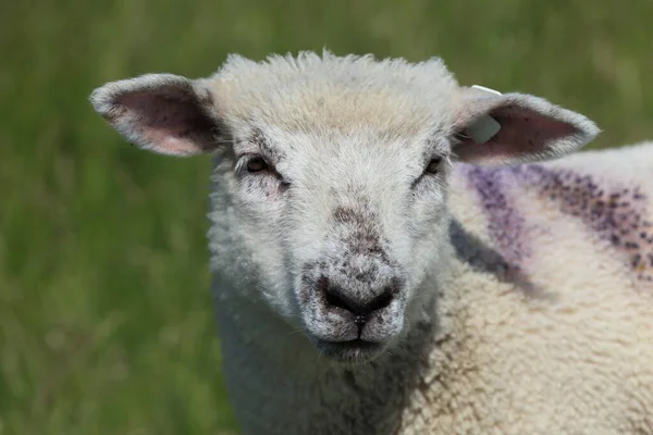 Молодая Овца Ягненок Близко Северному Морю — стоковое фото